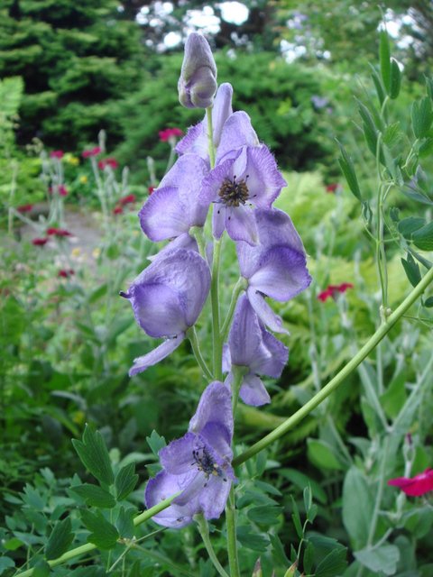 Aconitum napellus fleur